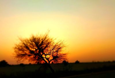 Silhouette bare tree on field against orange sky