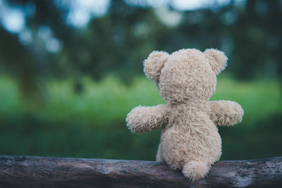 Close-up of teddy bear on wood