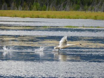 Swan on lake