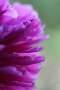 Close-up of pink flower