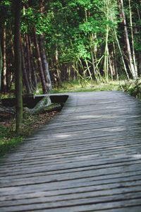 Surface level of wooden bench in forest