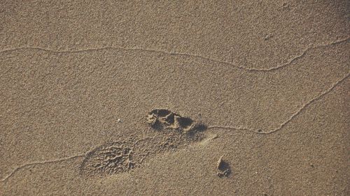 High angle view of bird on sand at beach