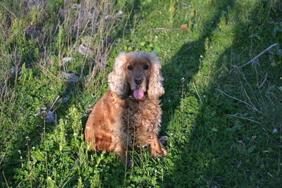 Portrait of cocker spaniel on field