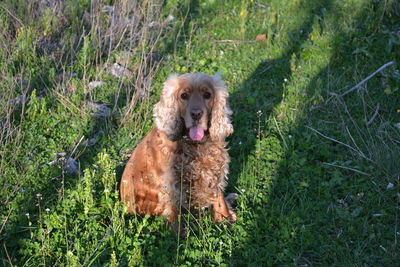 Dog on grassy field