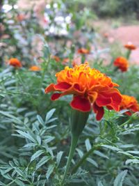 Close-up of orange flowers blooming outdoors