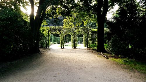 Road passing through forest