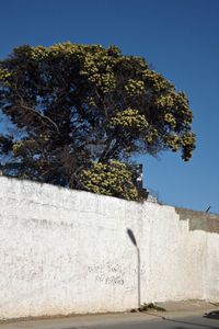 Tree against clear sky