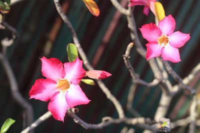 Close-up of pink flowering plant