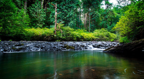 Scenic view of waterfall in forest