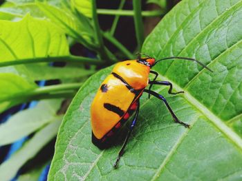 Close-up of ladybug on leaf