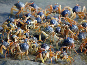 High angle view of crab on beach