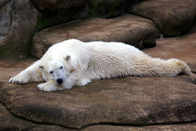 Polar bear lying on rock in zoo