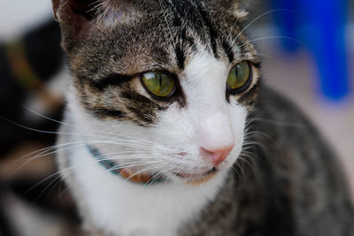 Close-up portrait of cat