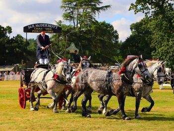 Horses on field against trees