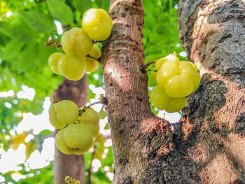 Close-up of grapes growing on tree