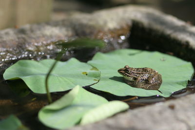 Close-up of frog on leaf