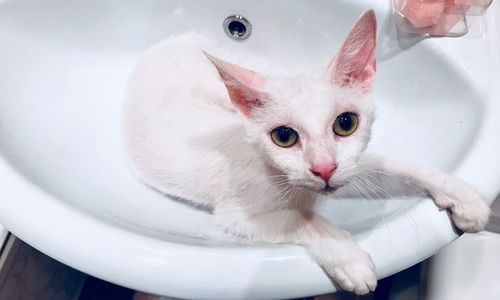 Portrait of white cat in bathroom