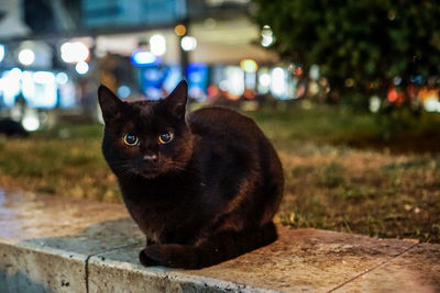 Portrait of cat sitting on illuminated city at night