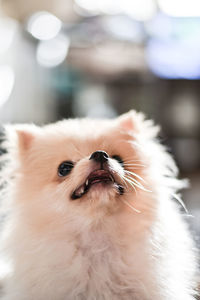 Light brown pomeranian puppy looking up with smile with bokeh background