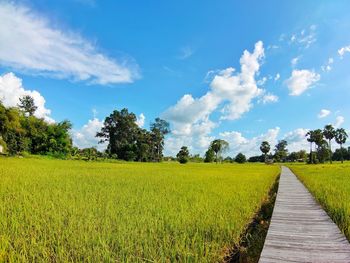 Scenic view of agricultural field against sky