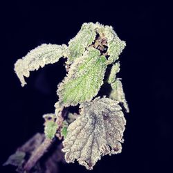 Close-up of frozen plant during winter