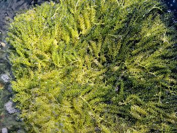 Close-up of green leaf