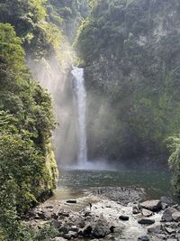 Scenic view of waterfall in forest