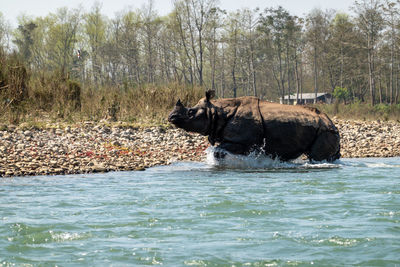 View of a duck in the river