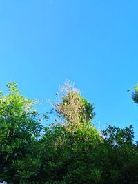 Low angle view of flowering plants against blue sky