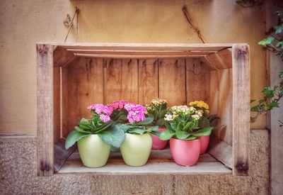Potted plants in pot