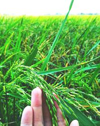 Close-up of cropped hand on grassy field
