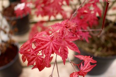 Close-up of red flower