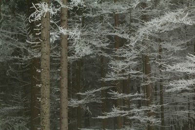 Full frame shot of trees during winter