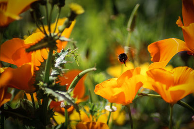 Close-up of bee pollinating on orange flower