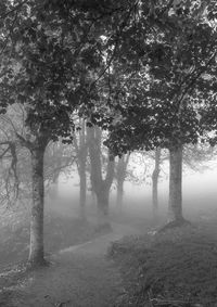 Trees in forest during foggy weather