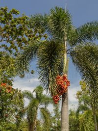 Low angle view of palm trees against clear sky