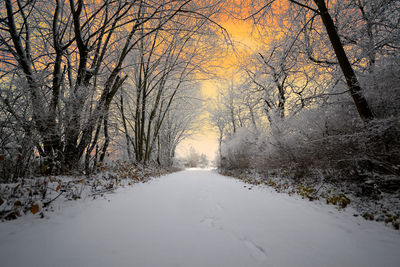 Snow covered road amidst trees during winter