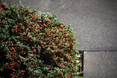 High angle view of red flowering plants on street