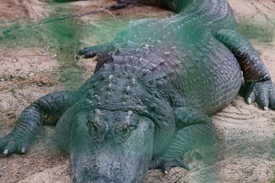 Crocodile relaxing in field
