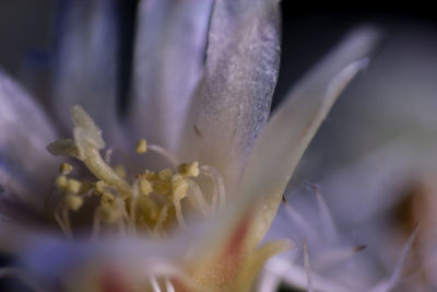 Close-up of purple flowering plant