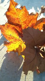 Close-up of leaves on ground