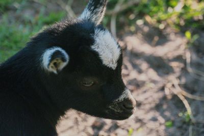 Close-up of a kid goat looking away