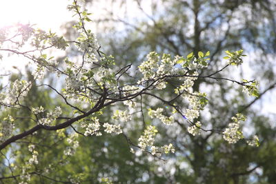 Low angle view of cherry blossoms in spring