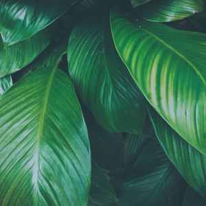 Full frame shot of green leaves