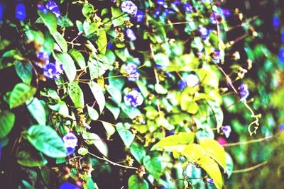 Close-up of purple flowers