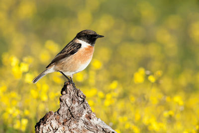 Close-up of bird perching on tree trunk