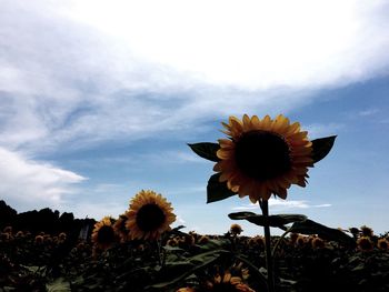 Close-up of sunflower blooming against sky