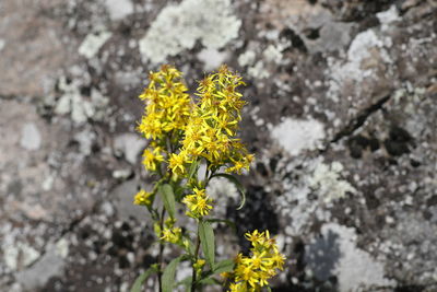 Close-up of yellow flowering plant