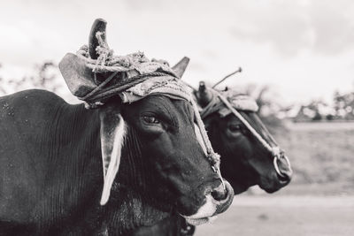 Close-up portrait of cows