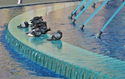 Pigeons perching on water fountain